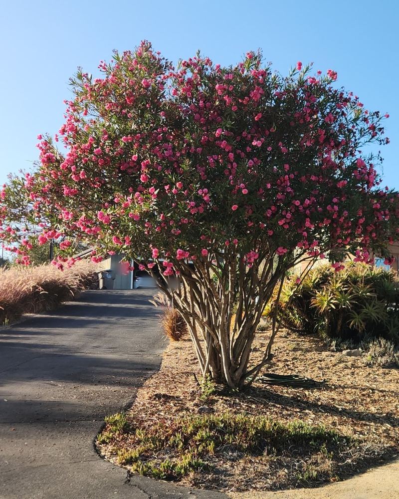 The same oleander four weeks later, covered in pink blooms