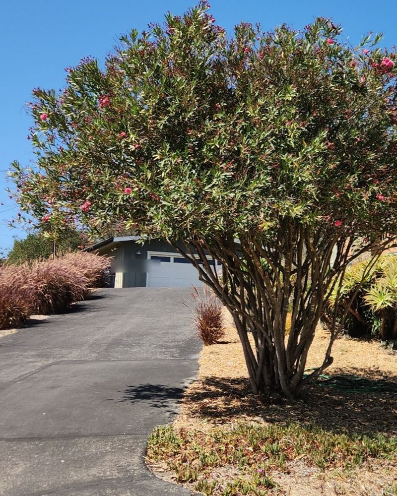 Oleander just after hand-pruning, lifted over a driveway