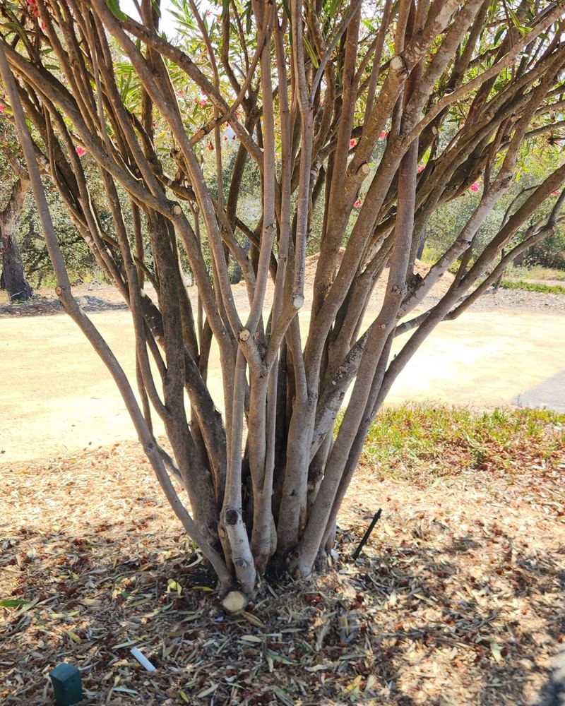 Inside a hand-pruned oleander: clean cuts and an open branch structure