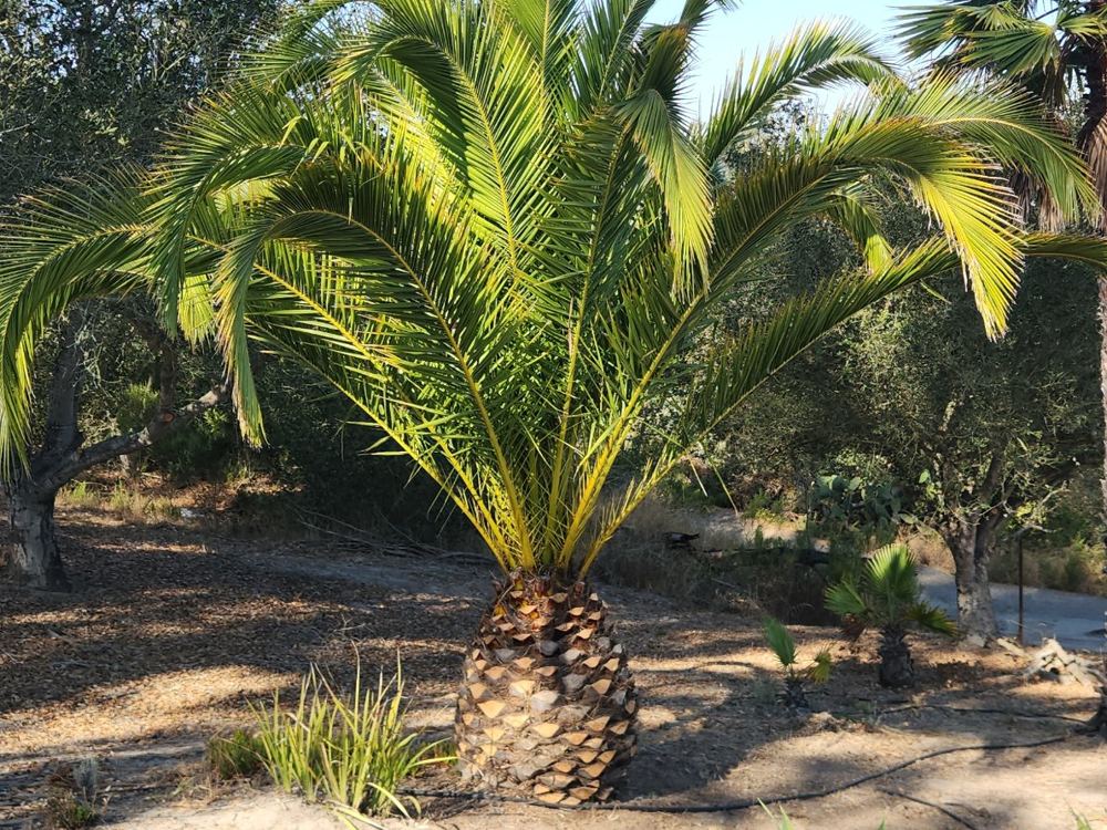 A palm with old frond bases trimmed into an even diamond pattern