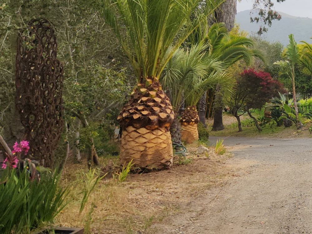 Low palms along a gravel drive with diamond-cut trunks