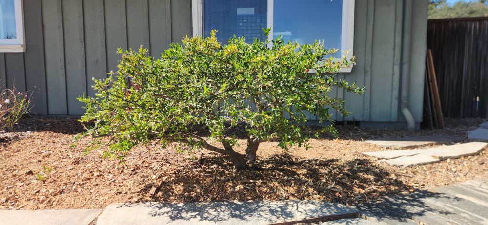 A hand-pruned shrub with its natural branch structure showing
